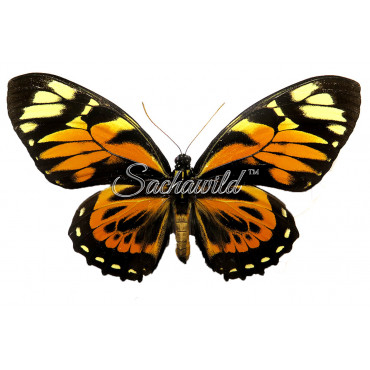 Papilio Zagreus Batesi (M)