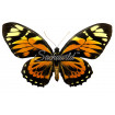 Papilio Zagreus Batesi (M)
