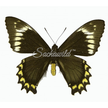 Battus Madyes Chlorodamas (M)