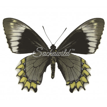 Battus Madyes Chlorodamas (M)