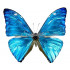 Morpho Marcus / Morpho Adonis (huallaga) (M)