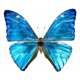 来自秘鲁的美丽蓝蝴蝶Morpho Didius - 女