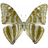Morpho Marcus / Morpho Adonis (huallaga) (M)