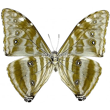 Morpho Marcus / Morpho Adonis (huallaga) (M)