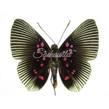 Lyropteryx Apollonia