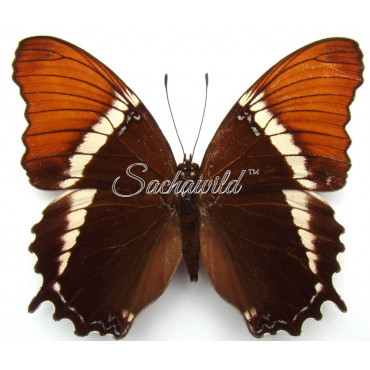 Siproeta Epaphus (M)