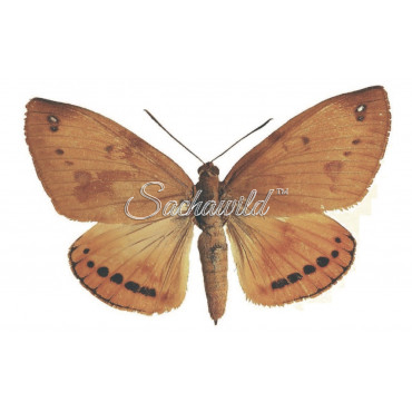 Castnia Athis Rutila (M, A1)