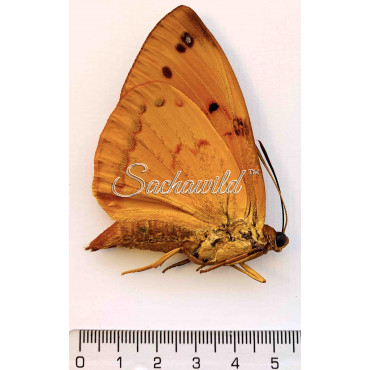 Castnia Athis Rutila (M, A1)