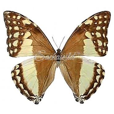 Morpho Adonis Major (huallaga ) (F)