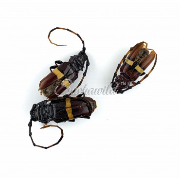 Trachederes Leptumeres (U)