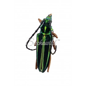 ペルーカミキリムシ　Callipogon Armillatus ？約112mm ペルーカミキリムシ Callipogon Armillatus ？約112mm