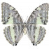 Morpho Adonis Major (huallaga ) (F)