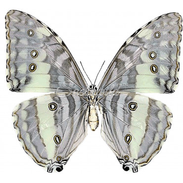 Morpho Adonis Major (huallaga ) (F)