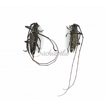 Taeniotes Boliviensis (U)