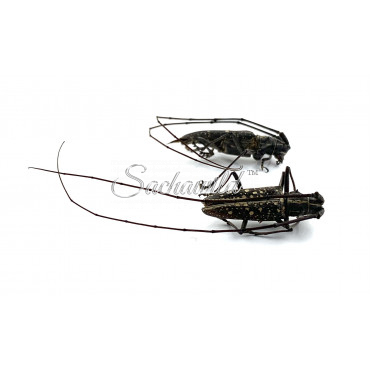 Taeniotes Boliviensis (U)