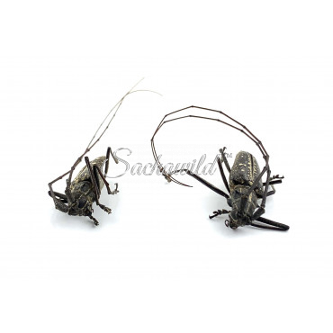 Taeniotes Boliviensis (U)