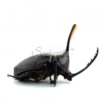 Golofa Eacus (M, A1)