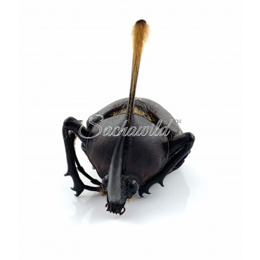 Golofa Eacus (M, A1)