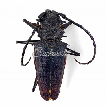 Psalidognathus Friendi (M)