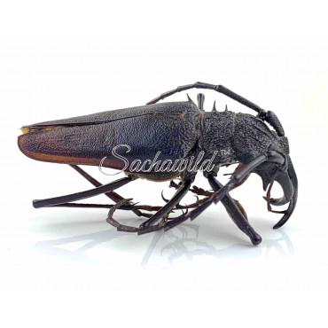 Psalidognathus Friendi (M)