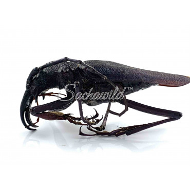 Psalidognathus Friendi (M)