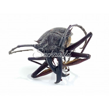 Psalidognathus Friendi (M)