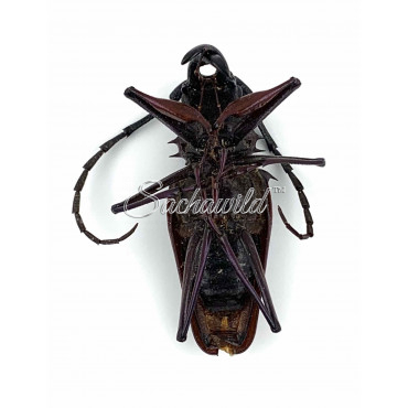 Psalidognathus Friendi (M)