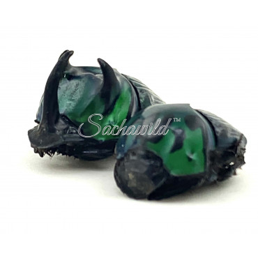 Oxysternon Conspicillatum (Pair, A1)