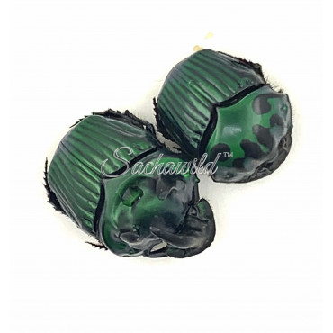 Oxysternon Conspicillatum (Pair, A1)