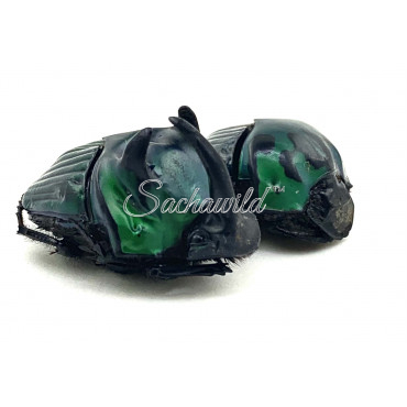 Oxysternon Conspicillatum (Pair, A1)