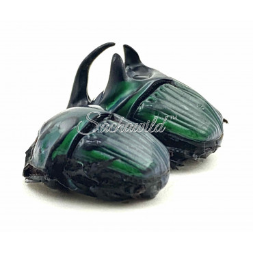 Oxysternon Conspicillatum (Pair, A1)