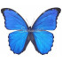 Morpho Godarti Julanthiscus (M)