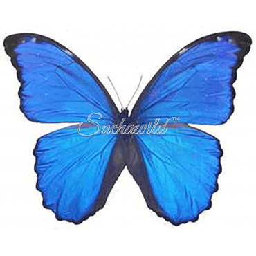Morpho Godarti Julanthiscus (M)