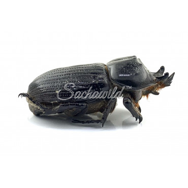 Phileurus Didymus (M)