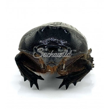 Phileurus Didymus (M)