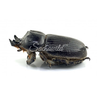 Phileurus Didymus (M)