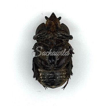 Phileurus Didymus (M)