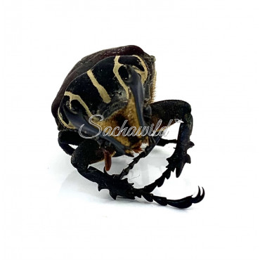 Inca Clathrata Clathrata (M, A1)