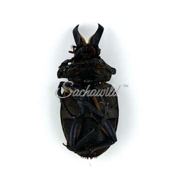 Inca Clathrata Clathrata (M, A1)