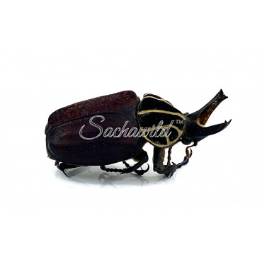 Inca Clathrata Clathrata (M, A1)