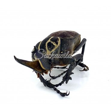 Inca Clathrata Clathrata (M, A1)