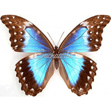 Morpho Godartii Tingomariensis (F)