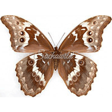 Morpho Godartii Tingomariensis (F)