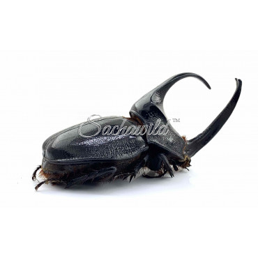 Enema Pan Rhinoceros (M, A1)