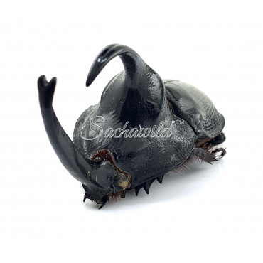 Enema Pan Rhinoceros (M, A1)