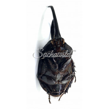 Enema Pan Rhinoceros (M, A1)