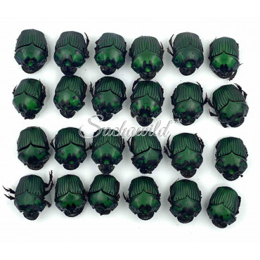 Pack of 24 Oxysternon Silenus ? (M, Quality Mix)