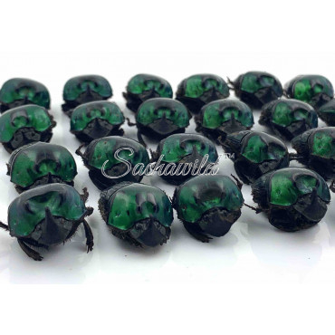 Pack of 24 Oxysternon Silenus ? (M, Quality Mix)