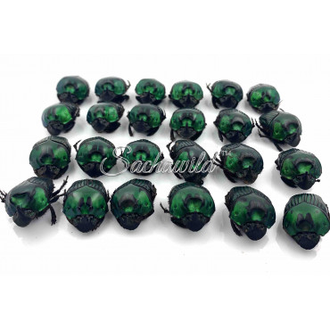 Pack of 24 Oxysternon Silenus ? (M, Quality Mix)