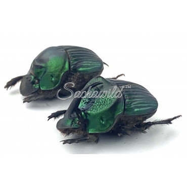 Phanaeus Achilles (Pair, A1)